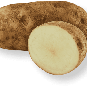 Russet Norkotah PHP